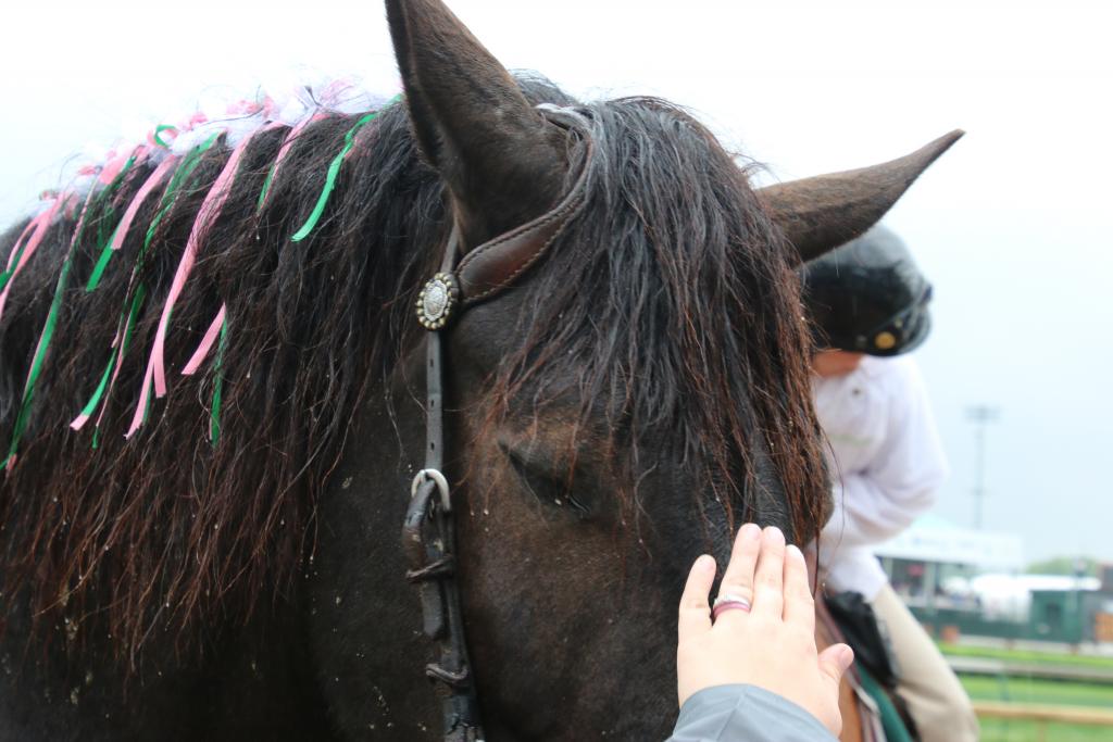 Enjoying some loving from a fan at the track. (Julie June Stewart photo)